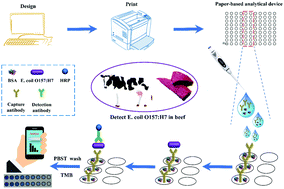 Graphical abstract: Rapid and accurate detection of Escherichia coli O157:H7 in beef using microfluidic wax-printed paper-based ELISA