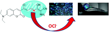 Graphical abstract: A mitochondria-targeted fluorescent probe for hypochlorite sensing and its application in bioimaging