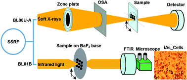 Graphical abstract: Quantitative toxicological study of dose-dependent arsenic-induced cells via synchrotron-based STXM and FTIR measurement