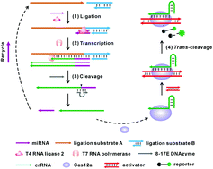 Graphical abstract: A Cas12a-mediated cascade amplification method for microRNA detection