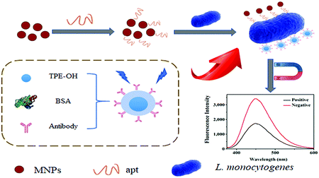 Graphical abstract: A novel fluorescence method for the rapid and effective detection of Listeria monocytogenes using aptamer-conjugated magnetic nanoparticles and aggregation-induced emission dots