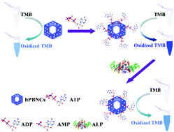 Graphical abstract: ATP induced alteration in the peroxidase-like properties of hollow Prussian blue nanocubes: a platform for alkaline phosphatase detection