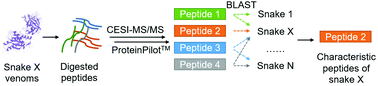 Graphical abstract: Snake venom characteristic peptides: novel fingerprints for species identification by sheathless capillary electrophoresis-electrospray ionization-mass spectrometry