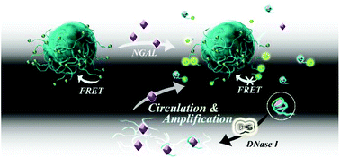 Graphical abstract: Rapid and sensitive detection of NGAL for the prediction of acute kidney injury via a polydopamine nanosphere/aptamer nanocomplex coupled with DNase I-assisted recycling amplification