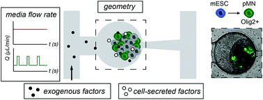 Graphical abstract: Microfluidic perfusion modulates growth and motor neuron differentiation of stem cell aggregates
