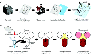 Graphical abstract: An innovative blood plasma separation method for a paper-based analytical device using chitosan functionalization