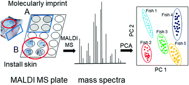 Graphical abstract: Direct identification of fish species by surface molecular transferring