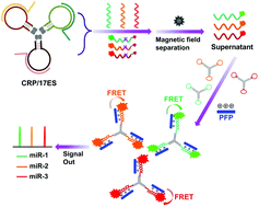 Graphical abstract: Logic-signal-based multiplex detection of MiRNAs with high tension hybridization and multiple signal amplification