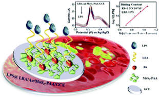 Graphical abstract: Highly sensitive endotoxin detection using a gold nanoparticle loaded layered molybdenum disulfide-polyacrylic acid nanocomposite