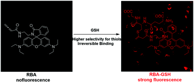 Graphical abstract: A novel strategy for rhodamine B-based fluorescent probes with a selective glutathione response for bioimaging in living cells