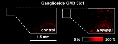 Graphical abstract: Mass spectrometry imaging of free-floating brain sections detects pathological lipid distribution in a mouse model of Alzheimer's-like pathology