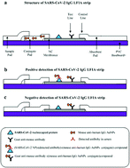 Graphical abstract: Development of a lateral flow immunoassay strip for rapid detection of IgG antibody against SARS-CoV-2 virus