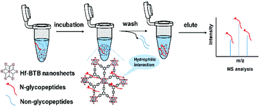 Graphical abstract: Highly efficient enrichment of N-glycopeptides by two-dimensional Hf-based metal–organic framework nanosheets