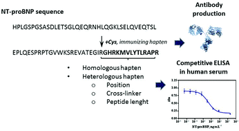 Graphical abstract: Competitive ELISA for N-terminal pro-brain natriuretic peptide (NT-proBNP) determination in human plasma