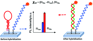 Graphical abstract: A versatile fluorometric in situ hybridization method for the quantitation of hairpin conformations in DNA self-assembled monolayers