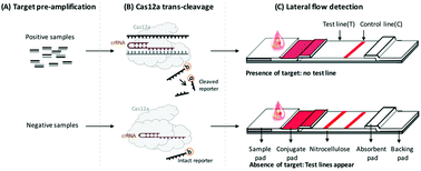 Graphical abstract: A rapid and sensitive CRISPR/Cas12a based lateral flow biosensor for the detection of Epstein–Barr virus