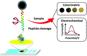 Graphical abstract: A dual electrochemical/colorimetric magnetic nanoparticle/peptide-based platform for the detection of Staphylococcus aureus