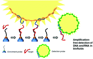 Graphical abstract: Ultra-fast detection and quantification of nucleic acids by amplification-free fluorescence assay