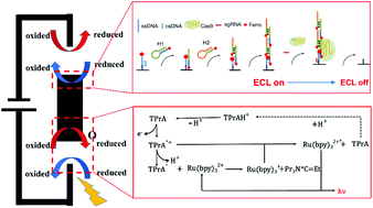 Graphical abstract: A portable electrochemiluminescence bipolar electrode array for the visualized sensing of Cas9 activity
