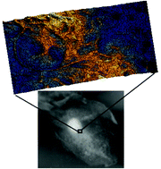 Graphical abstract: Imaging and spectroscopy of domains of the cellular membrane by photothermal-induced resonance