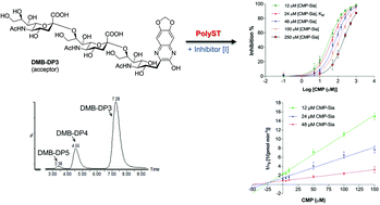 Graphical abstract: An efficient assay for identification and quantitative evaluation of potential polysialyltransferase inhibitors