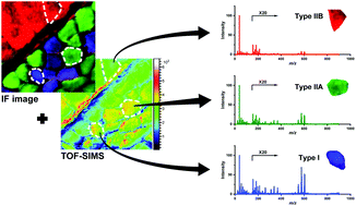 Graphical abstract: Metabolic fingerprinting of cell types in mouse skeletal muscle by combining TOF-SIMS with immunofluorescence staining