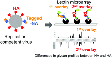 Graphical abstract: C-Terminally tagged NA in replication-competent influenza A viruses reveals differences in glycan profiles between NA and HA