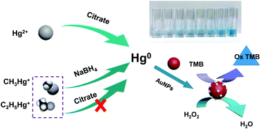 Graphical abstract: Mercury speciation based on mercury-stimulated peroxidase mimetic activity of gold nanoparticles