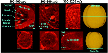 Graphical abstract: Infrared matrix-assisted laser desorption electrospray ionization (IR-MALDESI) mass spectrometry imaging analysis of endogenous metabolites in cherry tomatoes