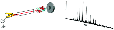 Graphical abstract: Direct differentiation of whole blood for forensic serology analysis by thread spray mass spectrometry