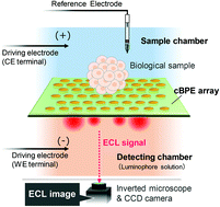 Graphical abstract: Bioimaging using bipolar electrochemical microscopy with improved spatial resolution