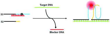 Graphical abstract: Fluorescence nucleobase analogue-based strategy with high signal-to-noise ratio for ultrasensitive detection of food poisoning bacteria