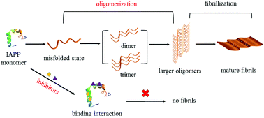 Graphical abstract: Mechanism study on the abnormal accumulation and deposition of islet amyloid polypeptide by cold-spray ionization mass spectrometry