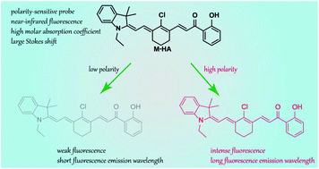 Graphical abstract: The photophysical properties and imaging application of a new polarity-sensitive fluorescent probe