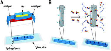 Graphical abstract: Convection-driven microfabricated hydrogels for rapid biosensing