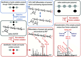 Graphical abstract: Structural investigation of oxidized arabinoxylan oligosaccharides by negative ionization HILIC-qToF-MS