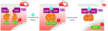 Graphical abstract: Genetically encoded biosensors for the detection of rapamycin: toward the screening of agonists and antagonists