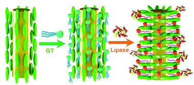 Graphical abstract: Quantitative and sensitive detection of lipase using a liquid crystal microfiber biosensor based on the whispering-gallery mode