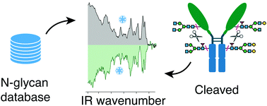 Graphical abstract: Analyzing glycans cleaved from a biotherapeutic protein using ultrahigh-resolution ion mobility spectrometry together with cryogenic ion spectroscopy
