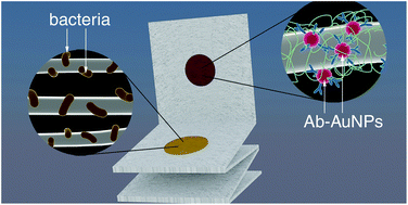 Graphical abstract: Mobile origami immunosensors for the rapid detection of urinary tract infections