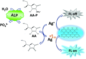 Graphical abstract: A simple enzyme-catalyzed reaction induced “switch” type fluorescence biosensor based on carbon nitride nanosheets for the assay of alkaline phosphatase activity