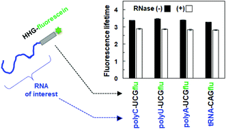 Graphical abstract: Fluorescence lifetime probes for detection of RNA degradation