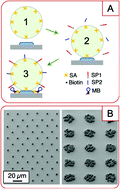 Graphical abstract: Integrating nucleic acid sequence-based amplification and microlensing for high-sensitivity self-reporting detection