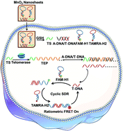 Graphical abstract: Sensitive detection of intracellular telomerase activity via double signal amplification and ratiometric fluorescence resonance energy transfer