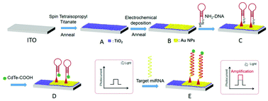 Graphical abstract: A photoelectrochemical sensor based on a reliable basic photoactive matrix possessing good analytical performance for miRNA-21 detection