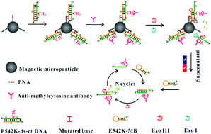 Graphical abstract: Dual-recognition-based determination of ctDNA via the clamping function of peptide nucleic acid and terminal protection of small-molecule-linked DNA