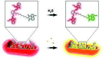 Graphical abstract: Ratiometric detection and imaging of hydrogen sulfide in mitochondria based on a cyanine/naphthalimide hybrid fluorescent probe