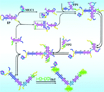 Graphical abstract: DNA branch migration amplification cascades for enzyme-free and non-label aptamer sensing of mucin 1