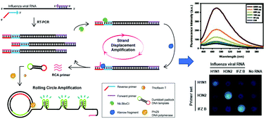 Graphical abstract: Label-free fluorometric detection of influenza viral RNA by strand displacement coupled with rolling circle amplification