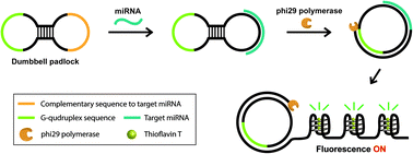 Graphical abstract: Label-free fluorometric detection of microRNA using isothermal rolling circle amplification generating tandem G-quadruplex